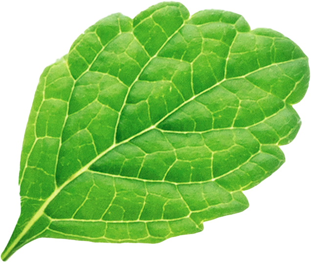 leaf image